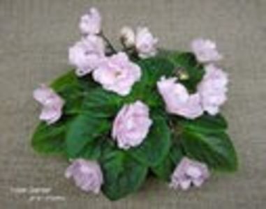 Poza net - Rose Garden