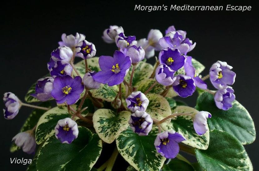 MORGAN S MEDITERRANEAN ESCAPE - Morgan s Mediterranean Escape