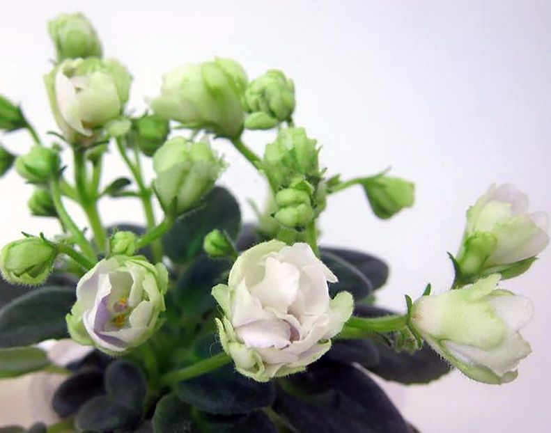 LE-Lesnoy Narodets - LE Lesnoy Narodets