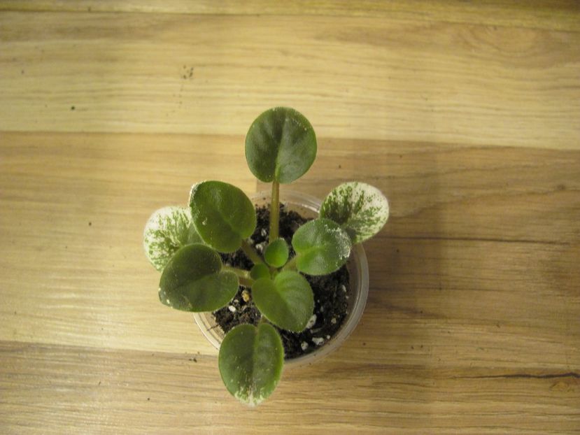  - Shirl s Bright Sky