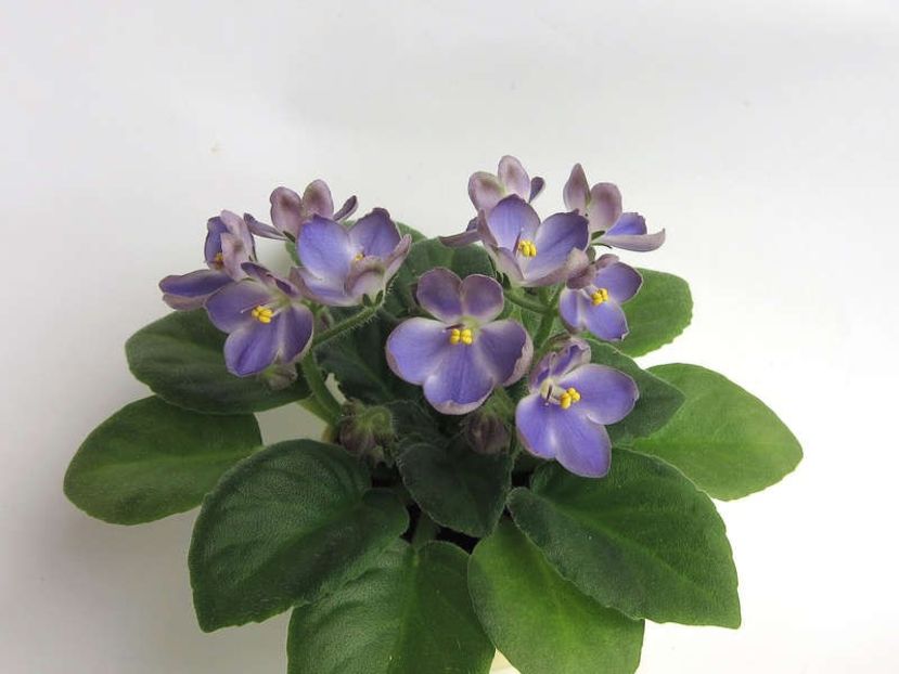 Mac`s Momentarry Meldtown - Mac s Momentarry Meldtown