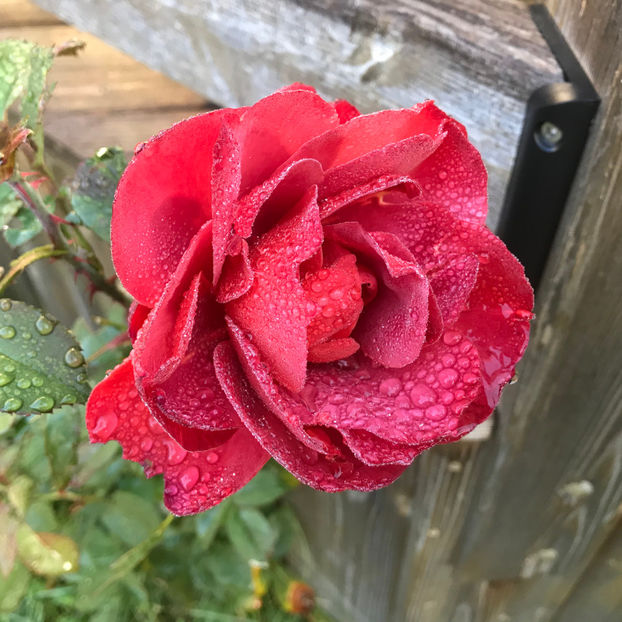  - Jurnalul gradinii 2019