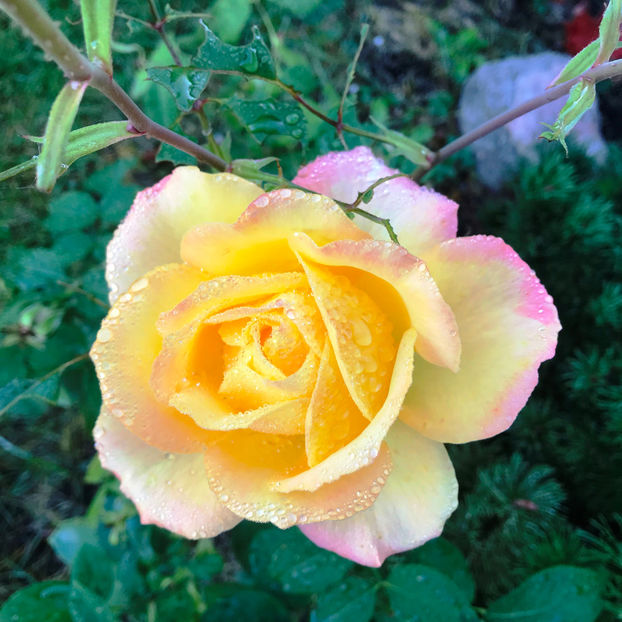  - Jurnalul gradinii 2019