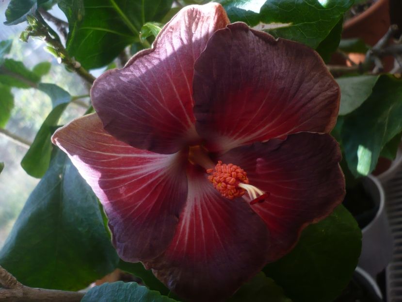 P1430142 - HIBISCUSI 2019-3