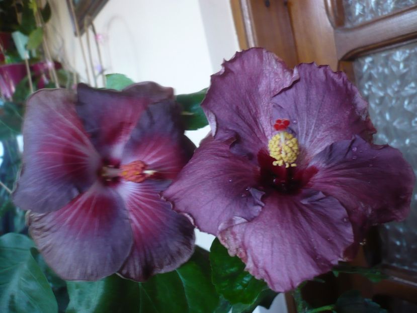 P1430143 - HIBISCUSI 2019-3