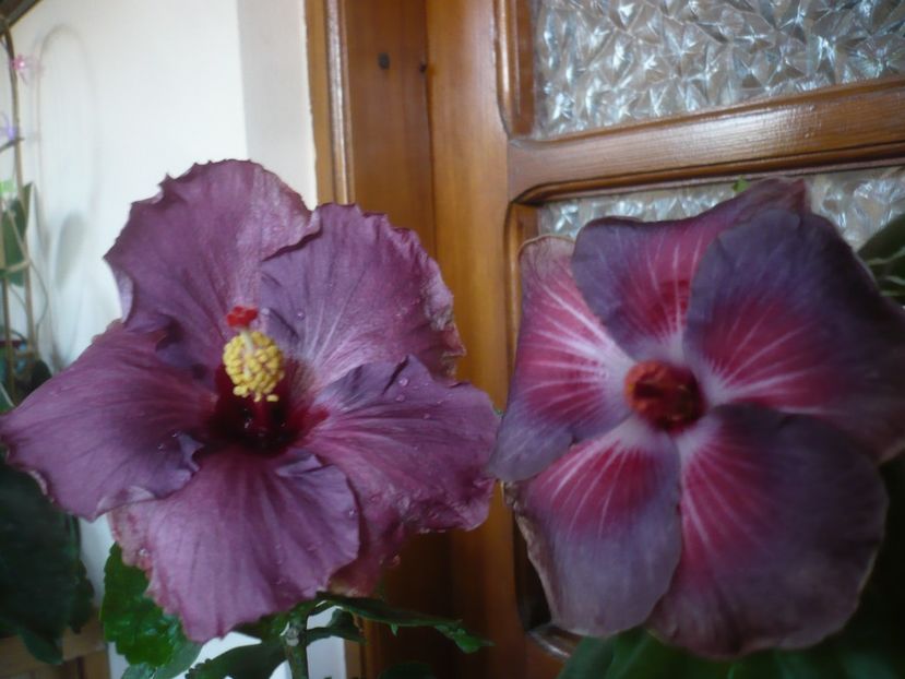 P1430144 - HIBISCUSI 2019-3