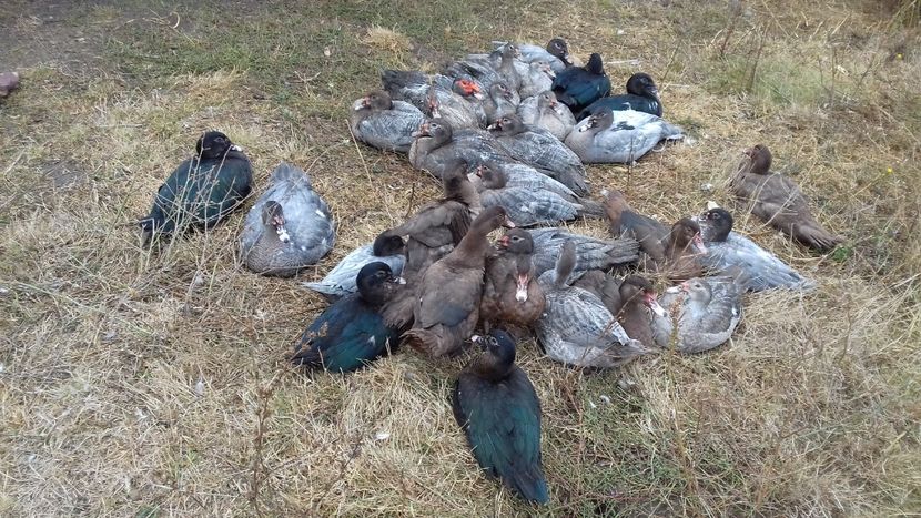  - Bomboane asortate 2019