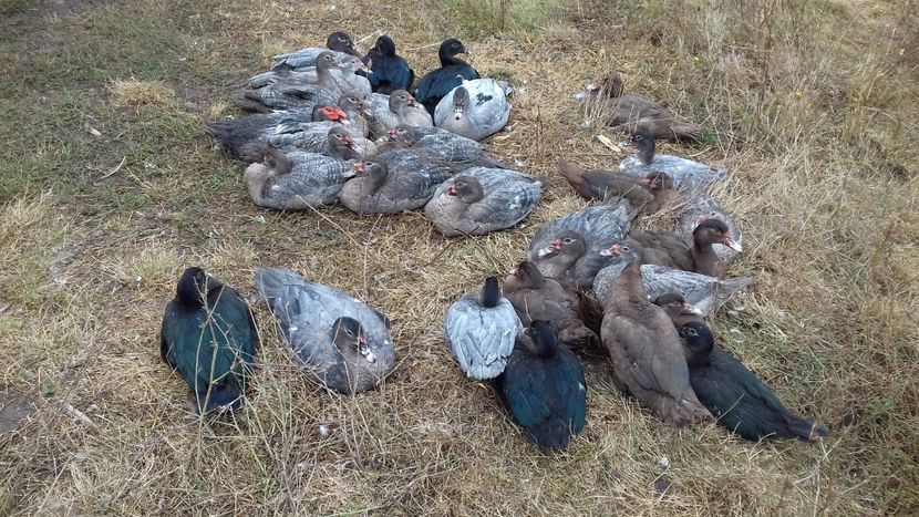  - Bomboane asortate 2019