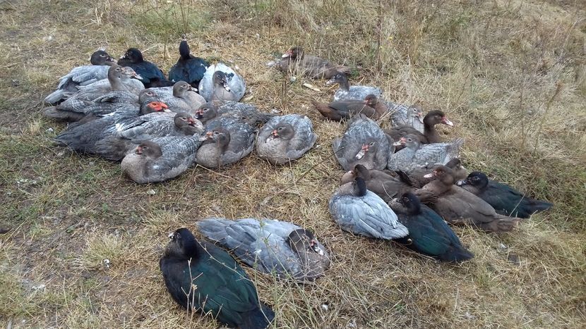  - Bomboane asortate 2019