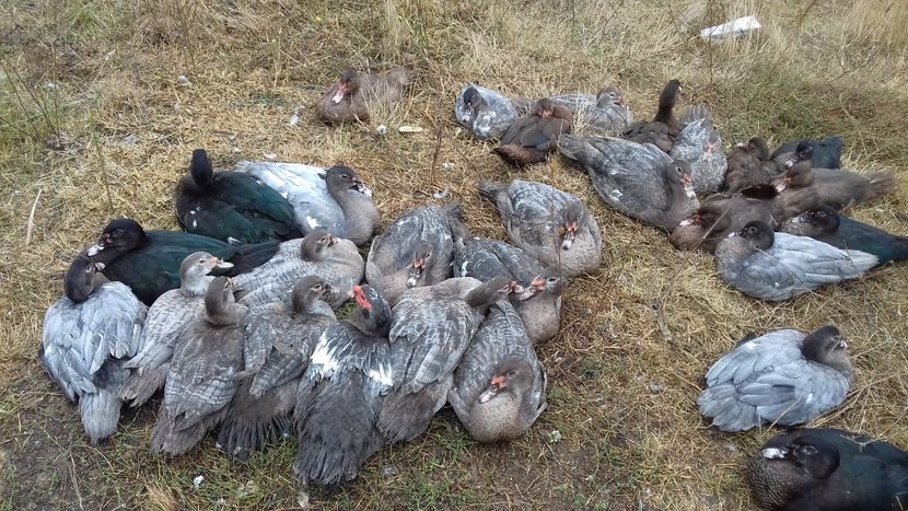  - Bomboane asortate 2019