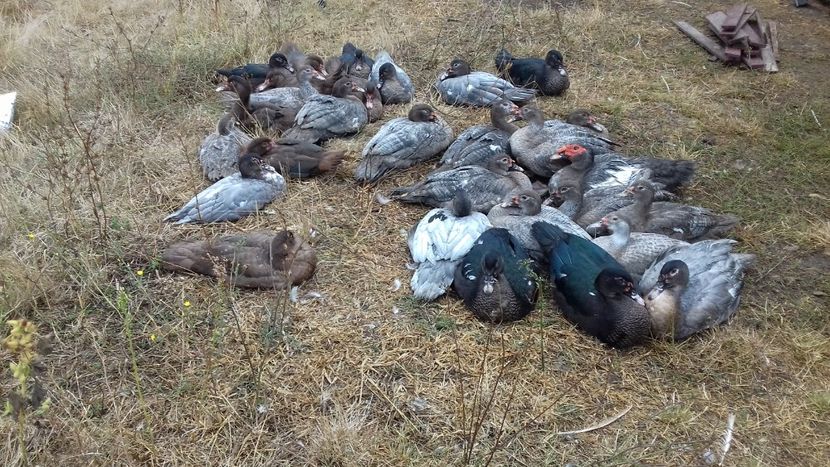  - Bomboane asortate 2019