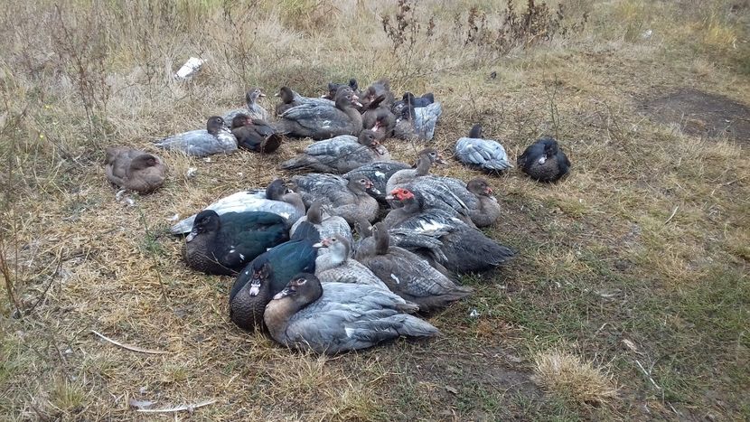  - Bomboane asortate 2019