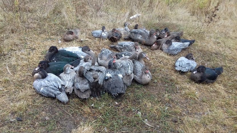  - Bomboane asortate 2019