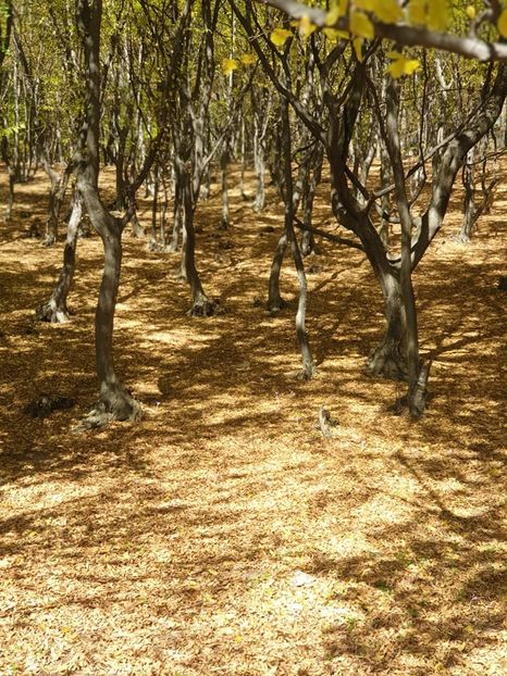  - 2019 EXCURSIE DE TOAMNA LITA LITENI 13 OCT