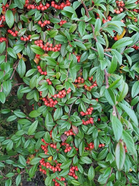Fructe cotoneaster - Octombrie 2019