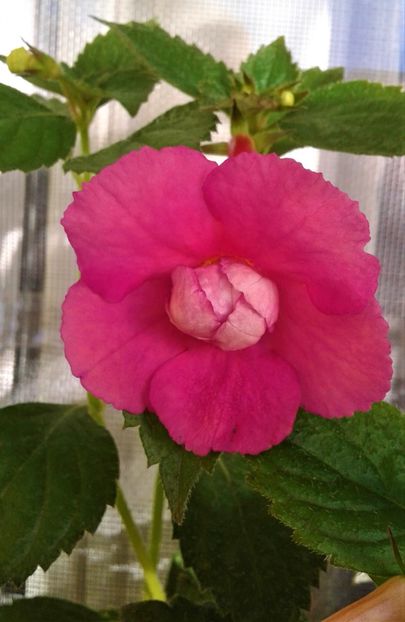  - Achimenes iem1985 13 10 0201549
