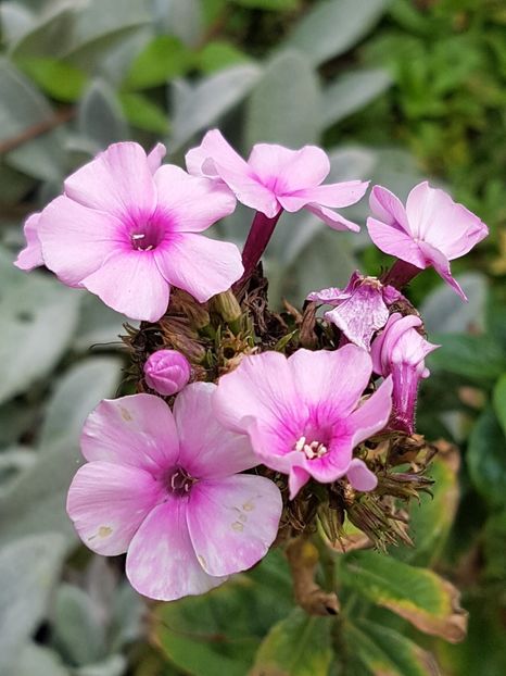 Phlox - Octombrie 2019