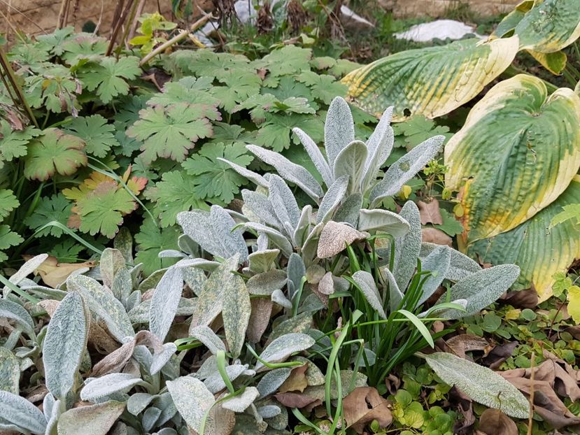 Geranium, urechi de iepure si hosta. - Octombrie 2019