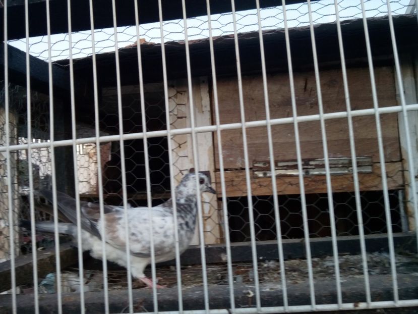  - porumbei culori deosebite