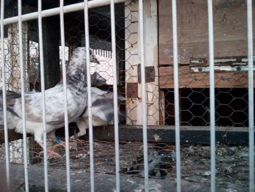  - porumbei culori deosebite