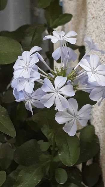 IMG-20190930-WA0002 - Flori 2019