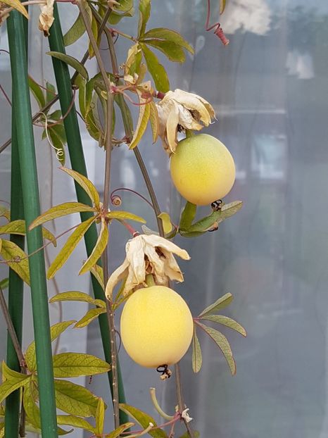 Fructe passiflora caerulea - Octombrie 2019