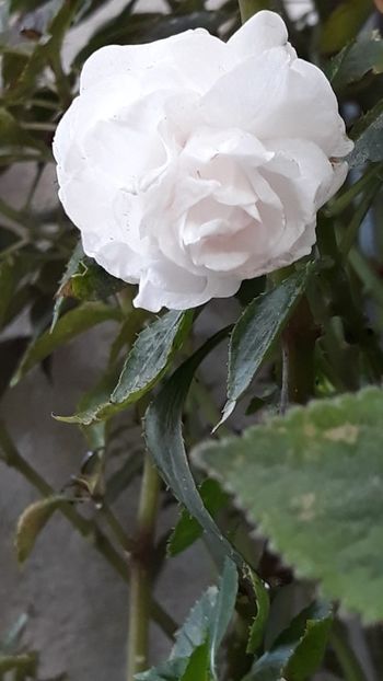 IMG-20190930-WA0006 - Flori 2019