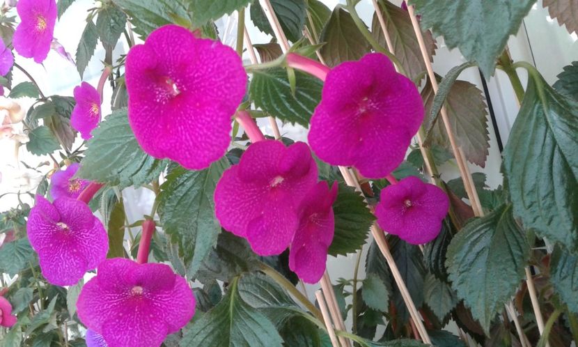  - achimenes Jenifer Goode iem 1985