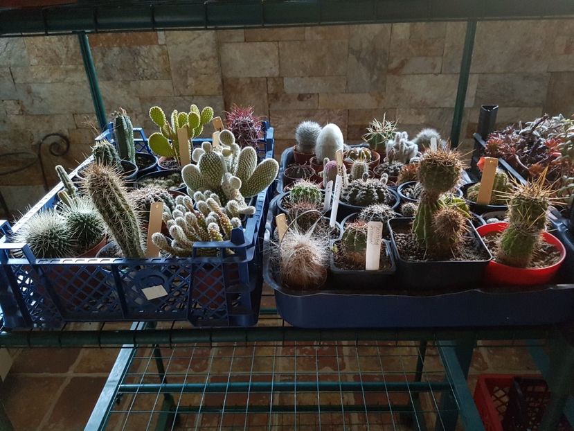  - Cactusi si plante suculente 2017-2018-2019