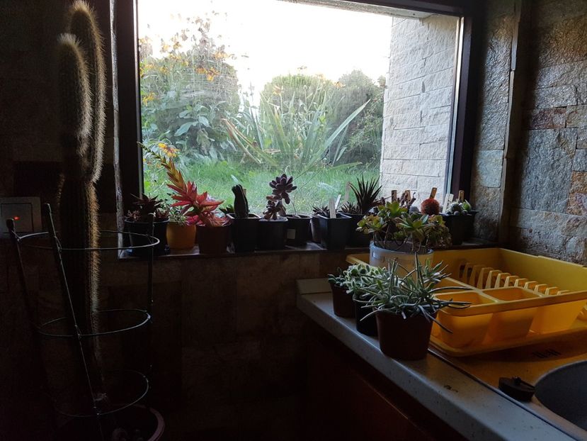  - Cactusi si plante suculente 2017-2018-2019