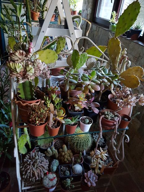 Inghesuiala mare in demisol... - Cactusi si plante suculente 2017-2018-2019