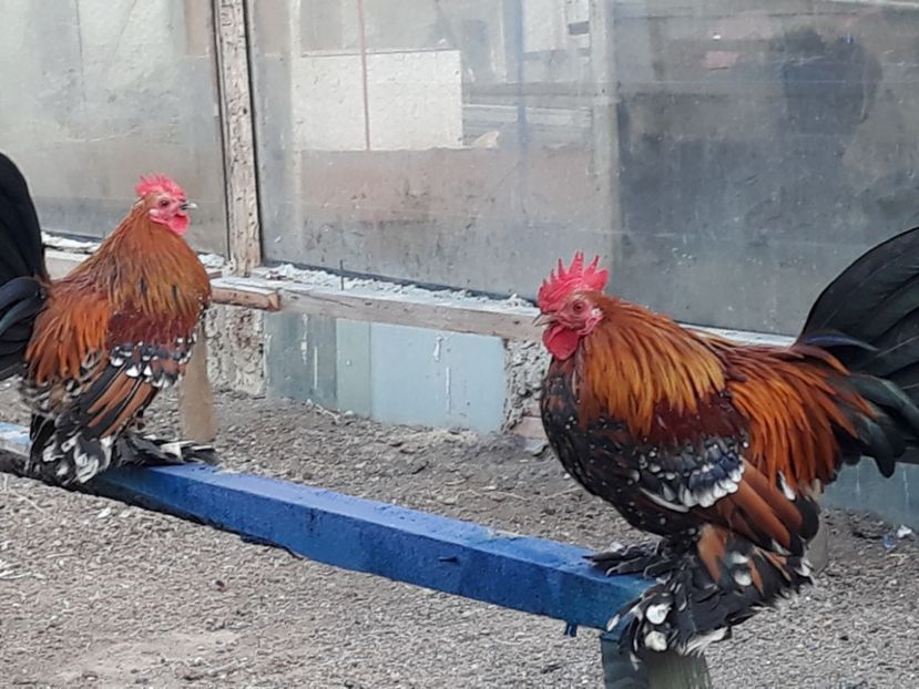  - Sectiunea 1A-Gaini mii de flori -oua si puisori!