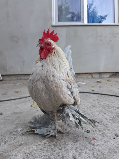  - Sectiunea 1A-Gaini mii de flori -oua si puisori!