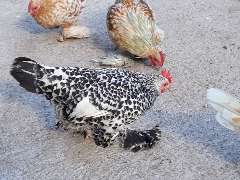  - Sectiunea 1A-Gaini mii de flori -oua si puisori!