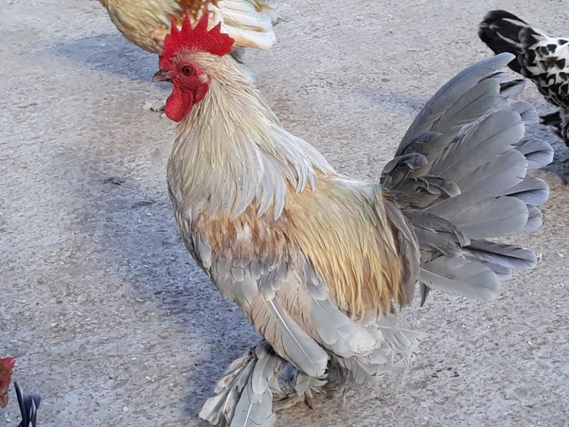  - Sectiunea 1A-Gaini mii de flori -oua si puisori!