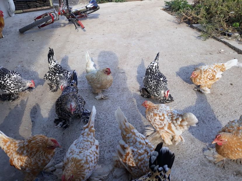  - Sectiunea 1A-Gaini mii de flori -oua si puisori!