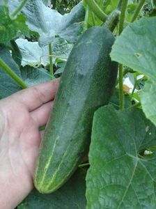  - SEMINTE CASTRAVETI - D 121 KAISER ALEXANDER