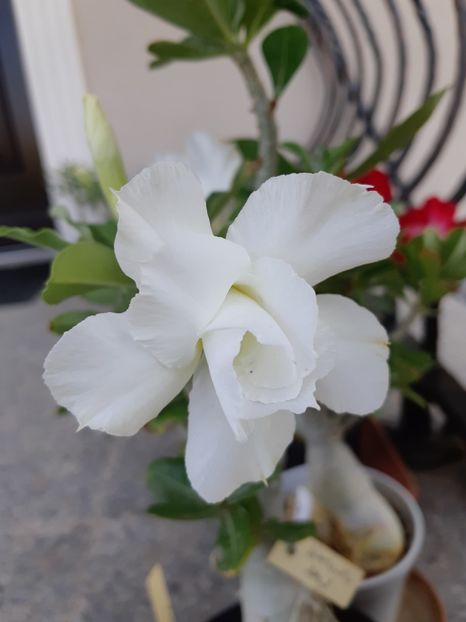  - Adenium