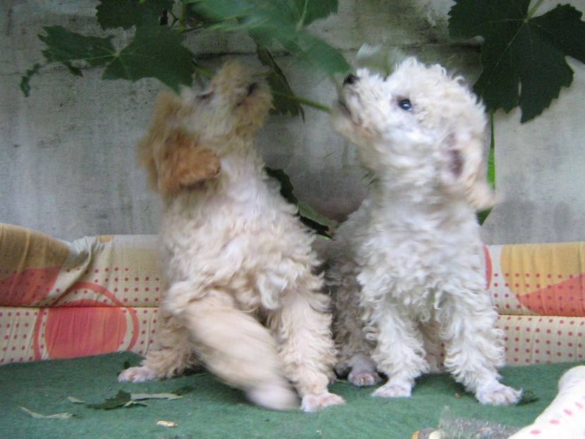  - MUKY_ ceva special