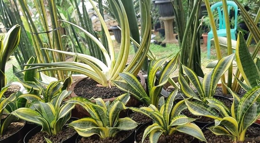  - dorinte sansevieria