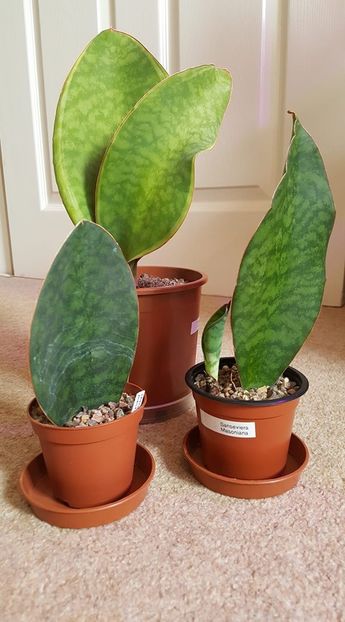  - dorinte sansevieria
