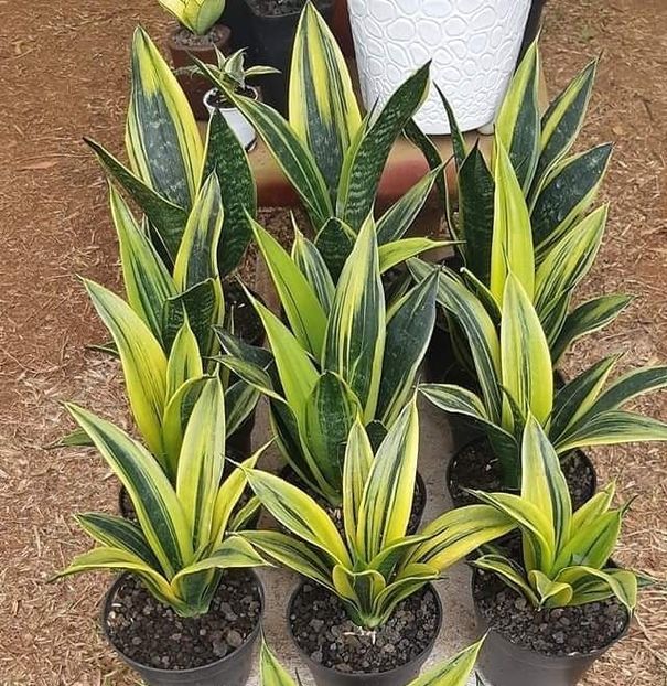  - dorinte sansevieria