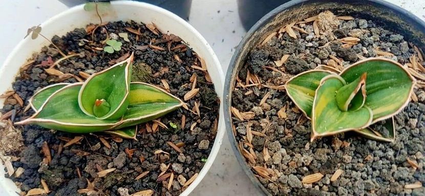  - dorinte sansevieria