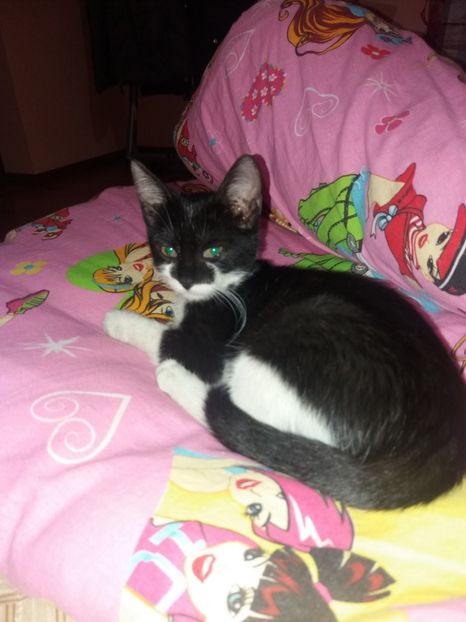  - Misha- Enosesti 2019