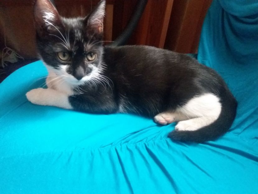  - Misha- Enosesti 2019