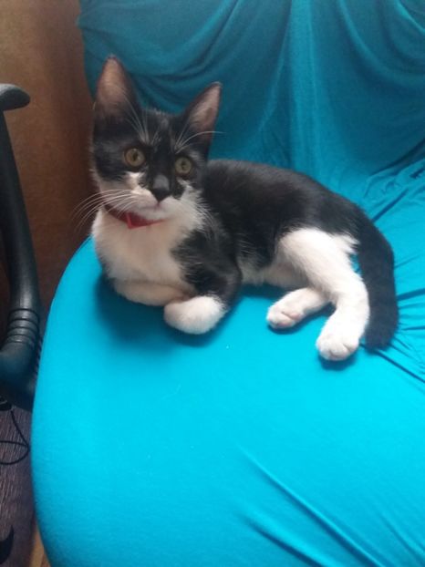  - Misha- Enosesti 2019