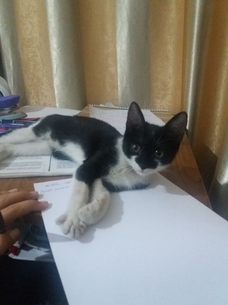  - Misha- Enosesti 2019