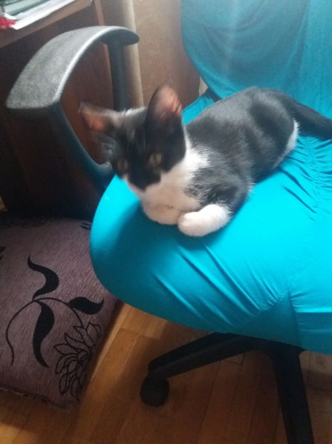  - Misha- Enosesti 2019