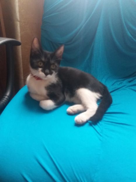  - Misha- Enosesti 2019