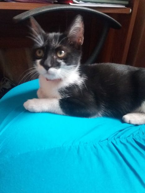  - Misha- Enosesti 2019